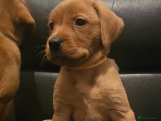 Labrador Retriever dogs KC Registered Fox Red Labrador Puppys - Advert 14