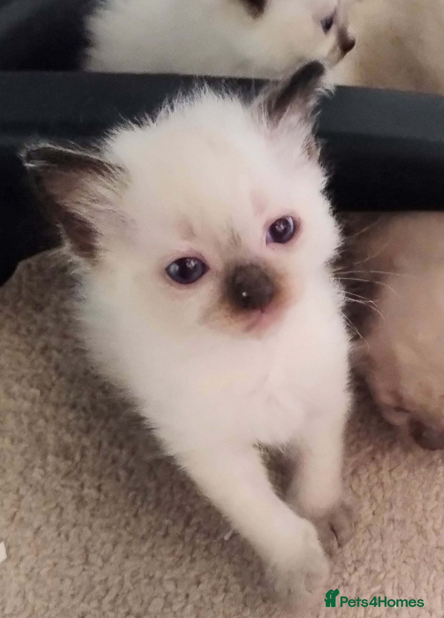 Ragdoll cats Pure bred Ragdolls need loving homes - Advert 2