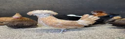 Chickens poultry for sale: Bantam hens in a massive range of breeds  - Advert 5