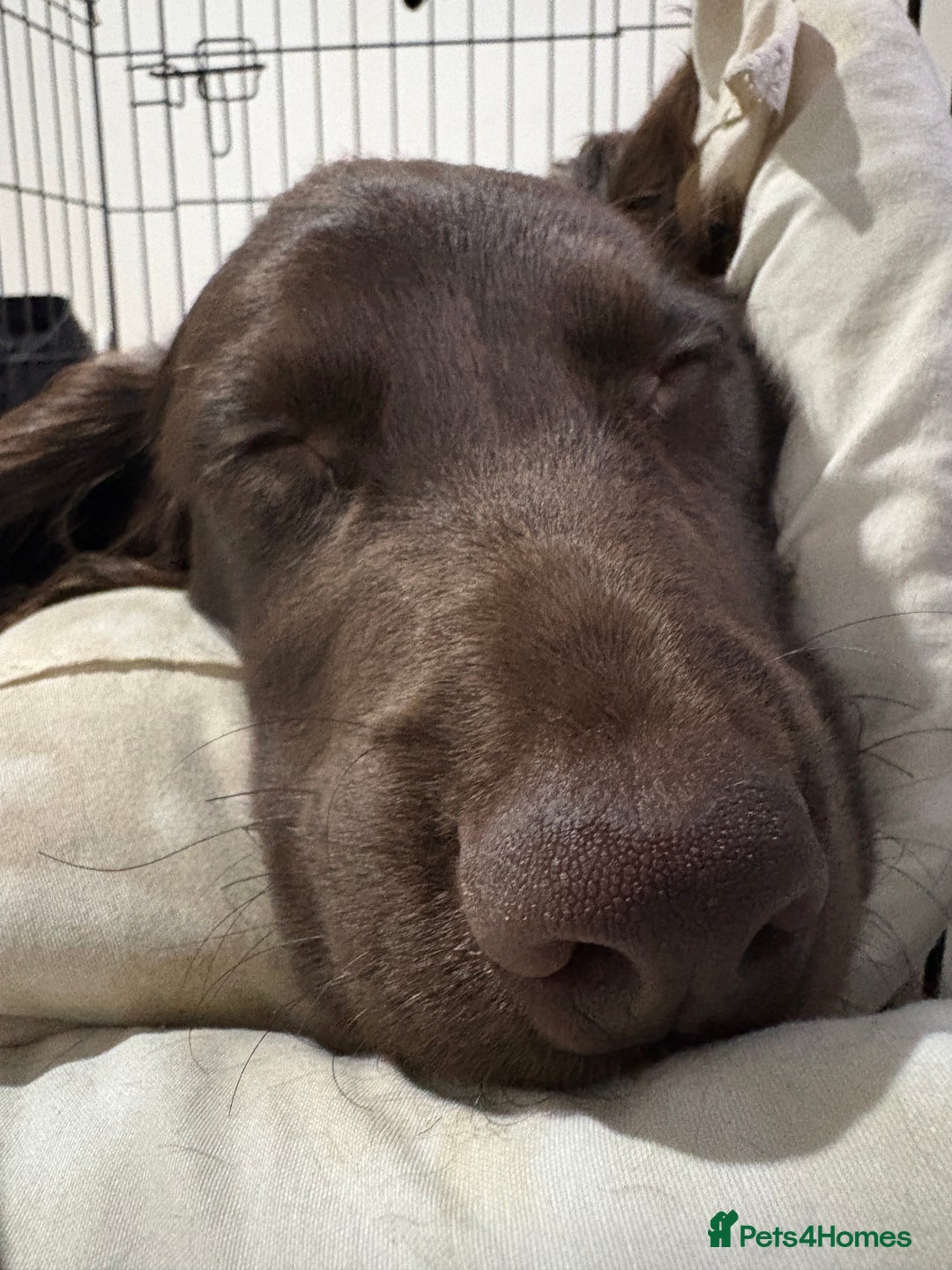 Cocker Spaniel dogs for sale: Top Working Line Cocker Spaniel Puppies in Bedlington - Image 11