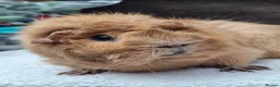 Guinea Pig rodents for sale: Adult Female Guineapig  - Advert 3