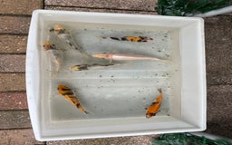 Koi Carp fish for sale: 💥QUALITY KOI CARP COLOURFUL NICE SELECTION💥 - Image 18