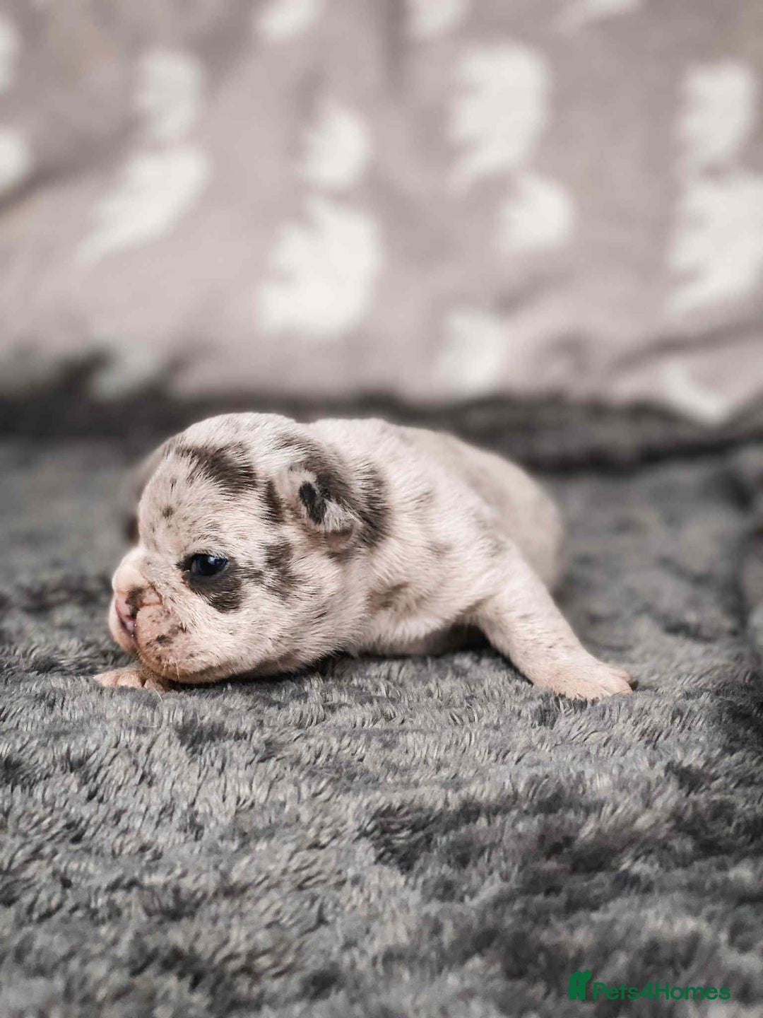 French Bulldog dogs for sale: French Bulldogs - Image 11
