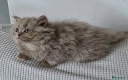 British Longhair cats for sale: Reserved lilac British Longhair boy  - Image 1