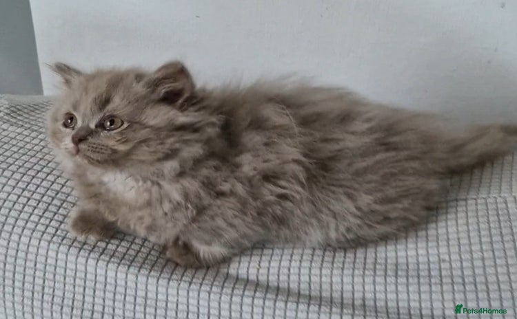 British Longhair cats - Advert 3