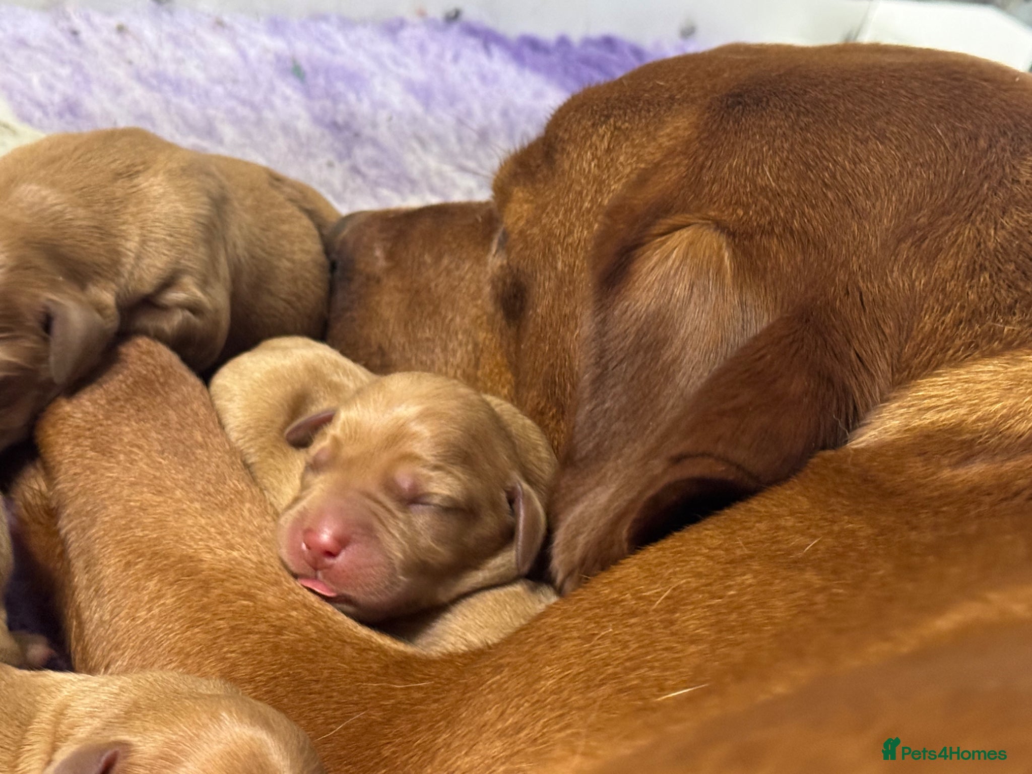Labrador Retriever dogs for sale: KC litter of Fox Red Labradors  - Advert 12