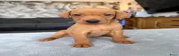 Labrador Retriever dogs for sale: 4 LEFT KC LABS READY IN 1 WEEK ❤️ - Advert 30