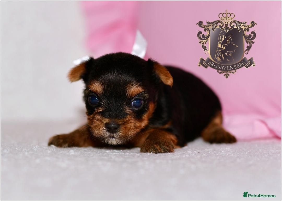 Yorkshire Terrier dogs for sale: KC REGISTERED DNA TESTED PARENTS MINIATURE YORKIES - Image 10