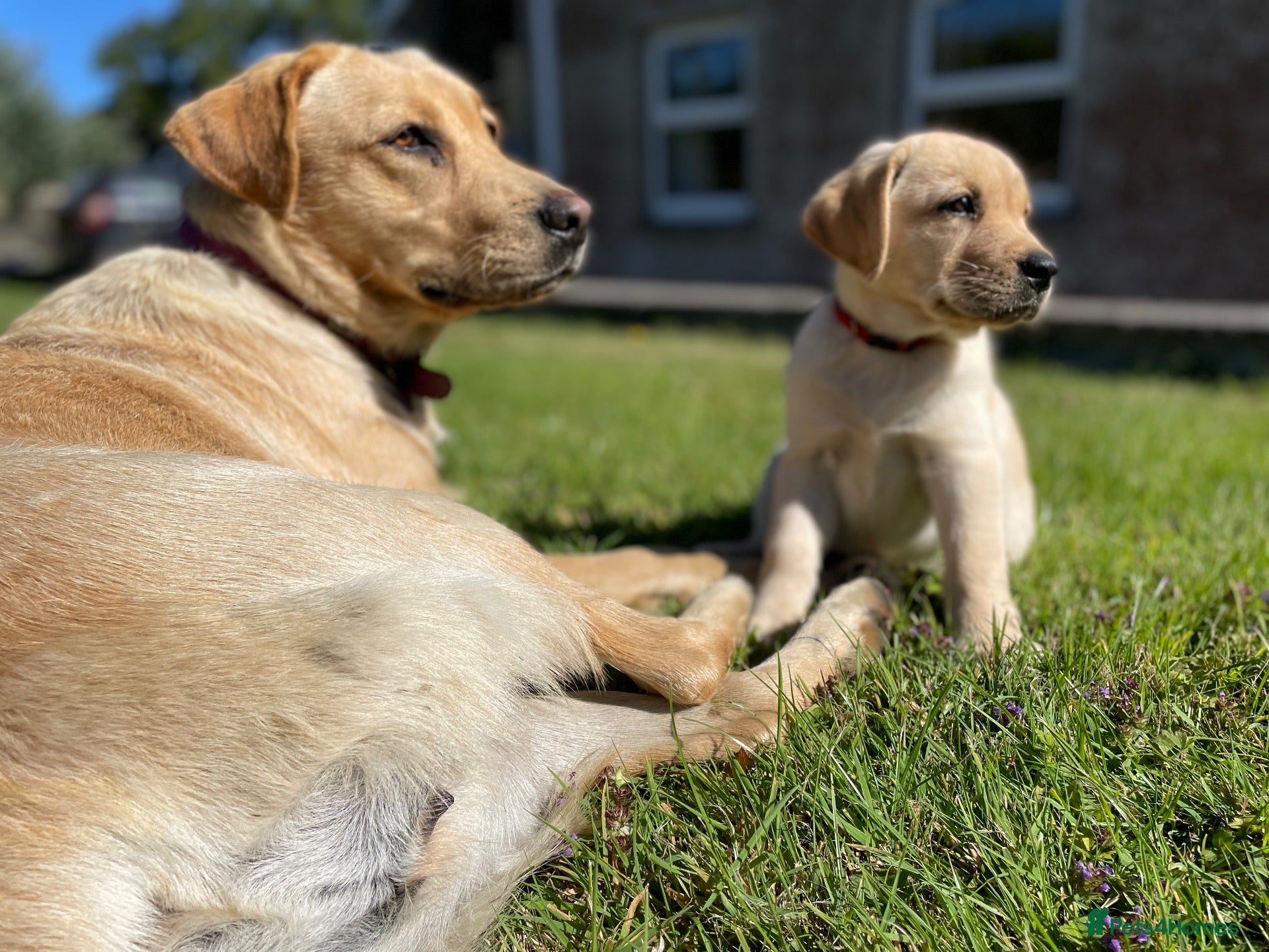 Labrador Retriever dogs Labrador puppies - Advert 2