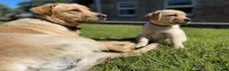 Labrador Retriever dogs for sale: Labrador puppies - Advert 2