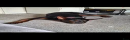 Chinese Red Dog dogs for sale: Chinese red dog for sell - Advert 4