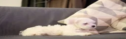 Maltese dogs for sale: Maltes puppy  - Advert 4