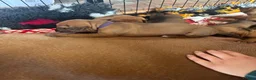 Rhodesian Ridgeback dogs for sale: Exceptionally Health Tested KC Ridgeback Puppies - Advert 6