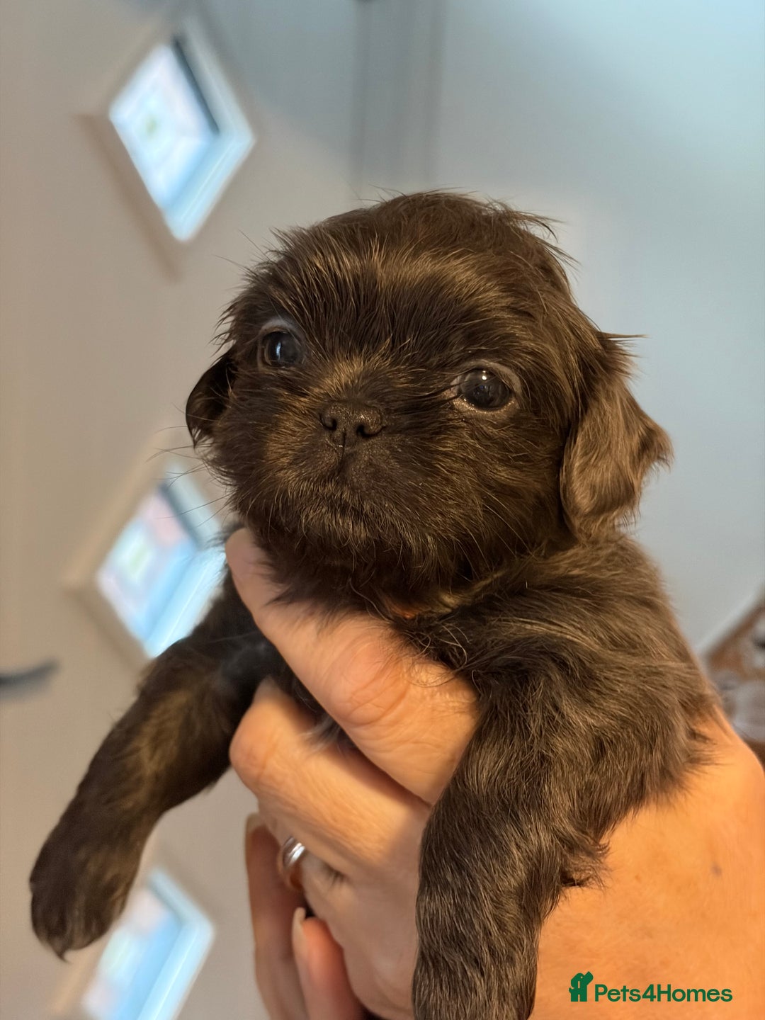 Shih Tzu dogs for sale: Imperial Shih Tzu  - Advert 8