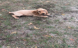 Cocker Spaniel dogs for sale: Cocker spaniel puppies  - Image 1