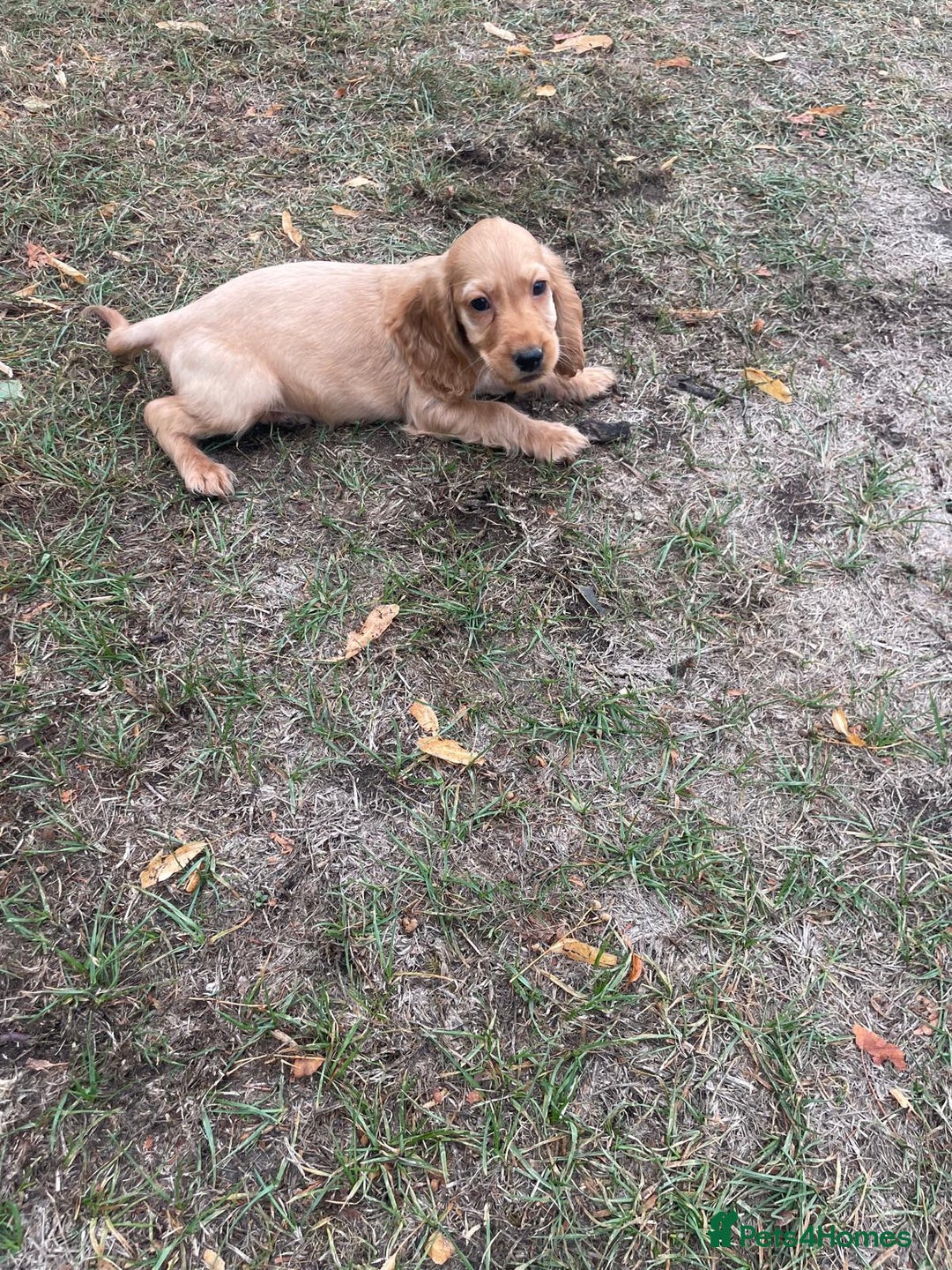 Cocker Spaniel dogs for sale: Cocker spaniel puppies  - Image 1