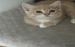 Mixed Breed cats for sale: WELL RAISED KITTYS 4 BEST HOMES ONLY……❤️ - Image 8
