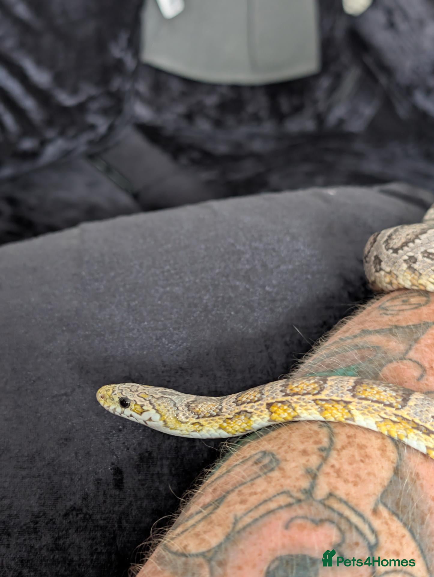 Corn Snake reptiles Corn snake :Redcoat sun kissed ghost  - Advert 2