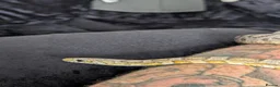 Corn Snake reptiles for sale: Corn snake :Redcoat sun kissed ghost  - Advert 1