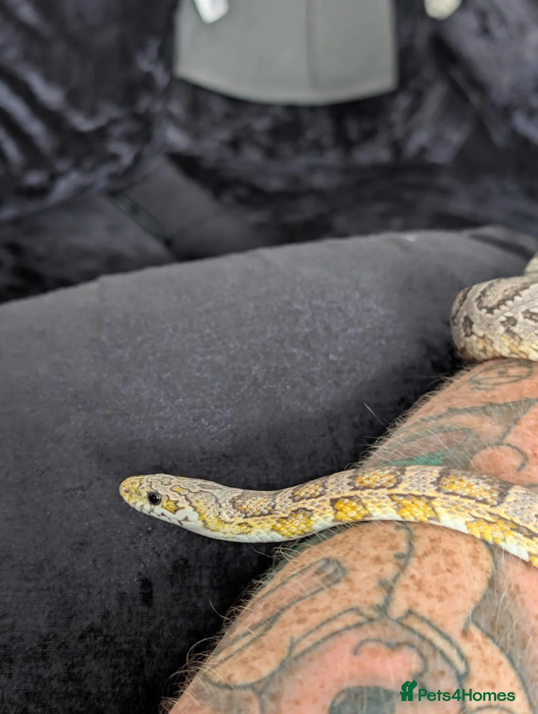 Corn Snake reptiles for sale: Corn snake :Redcoat sun kissed ghost  - Advert 1