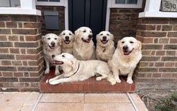 Golden Retriever dogs for sale: Champion line cream golden retriever puppies - Image 9