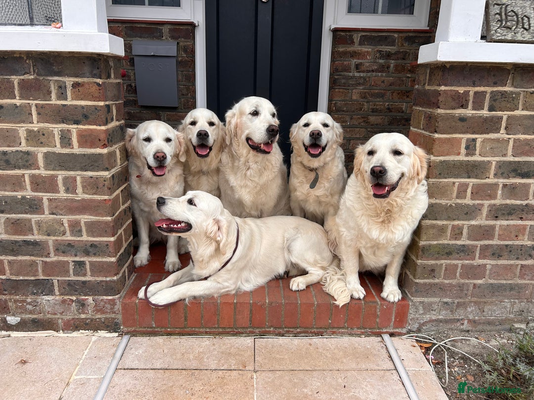 Golden Retriever dogs for sale: Champion line cream golden retriever puppies - Image 9