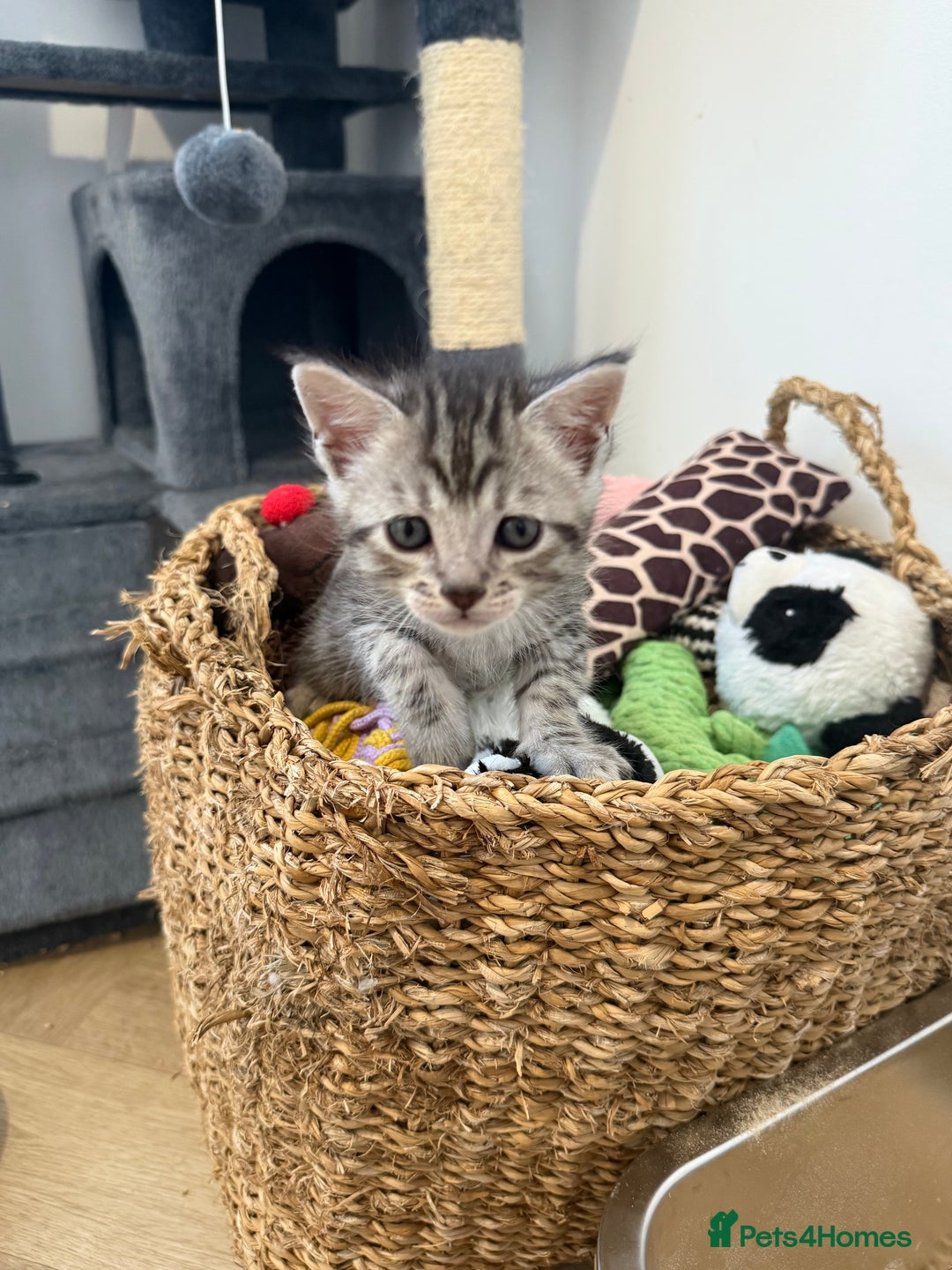 Maine Coon cats for sale: Maine Coon x Savannah Kittens - Advert 8