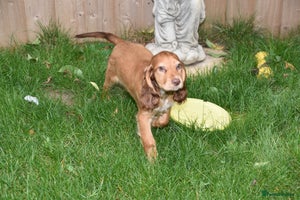Cocker Spaniel dogs - Advert 14