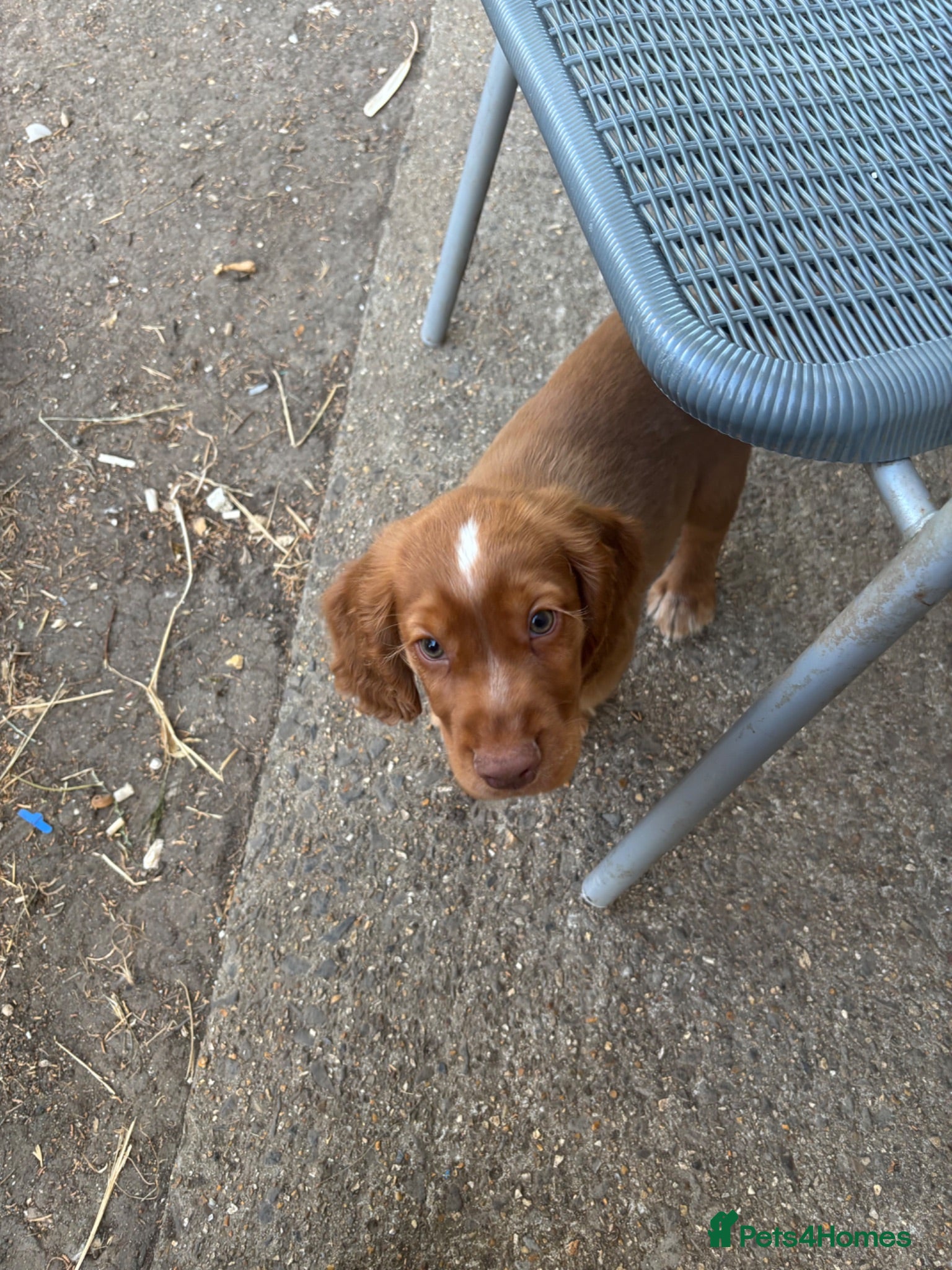 Sprocker dogs 1 Gorgeous boy sprocker ready now  - Advert 3