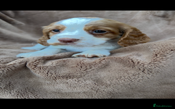 Cocker Spaniel dogs for sale: Gorgeous kc registered cocker spaniel puppies - Image 31