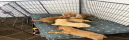 Cockapoo dogs for sale: stunning F1 Cockerpoos  - Advert 11