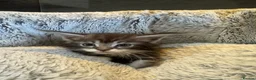 Maine Coon cats for sale: Full maine coon kittens ready now - Advert 6