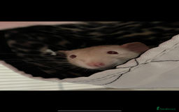 Rat rodents for sale:  2 FEMALE Rats- need Patient & Confident Owner - Advert 2