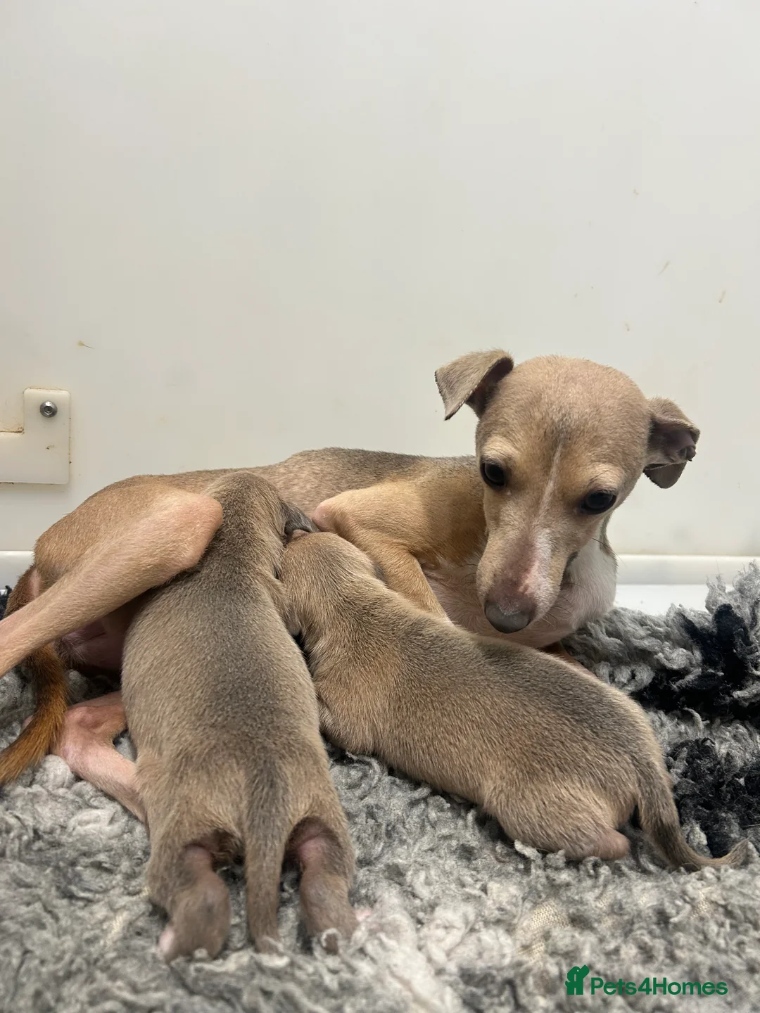 Italian Greyhound dogs for sale: 5⭐️Licensed breeder. Tiny Italian greyhound pups - Advert 1