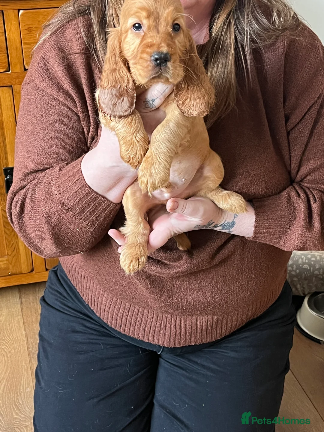 Cocker Spaniel dogs for sale: Cocker spaniel pups for ssle - Advert 4
