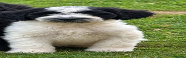 Sproodle 2