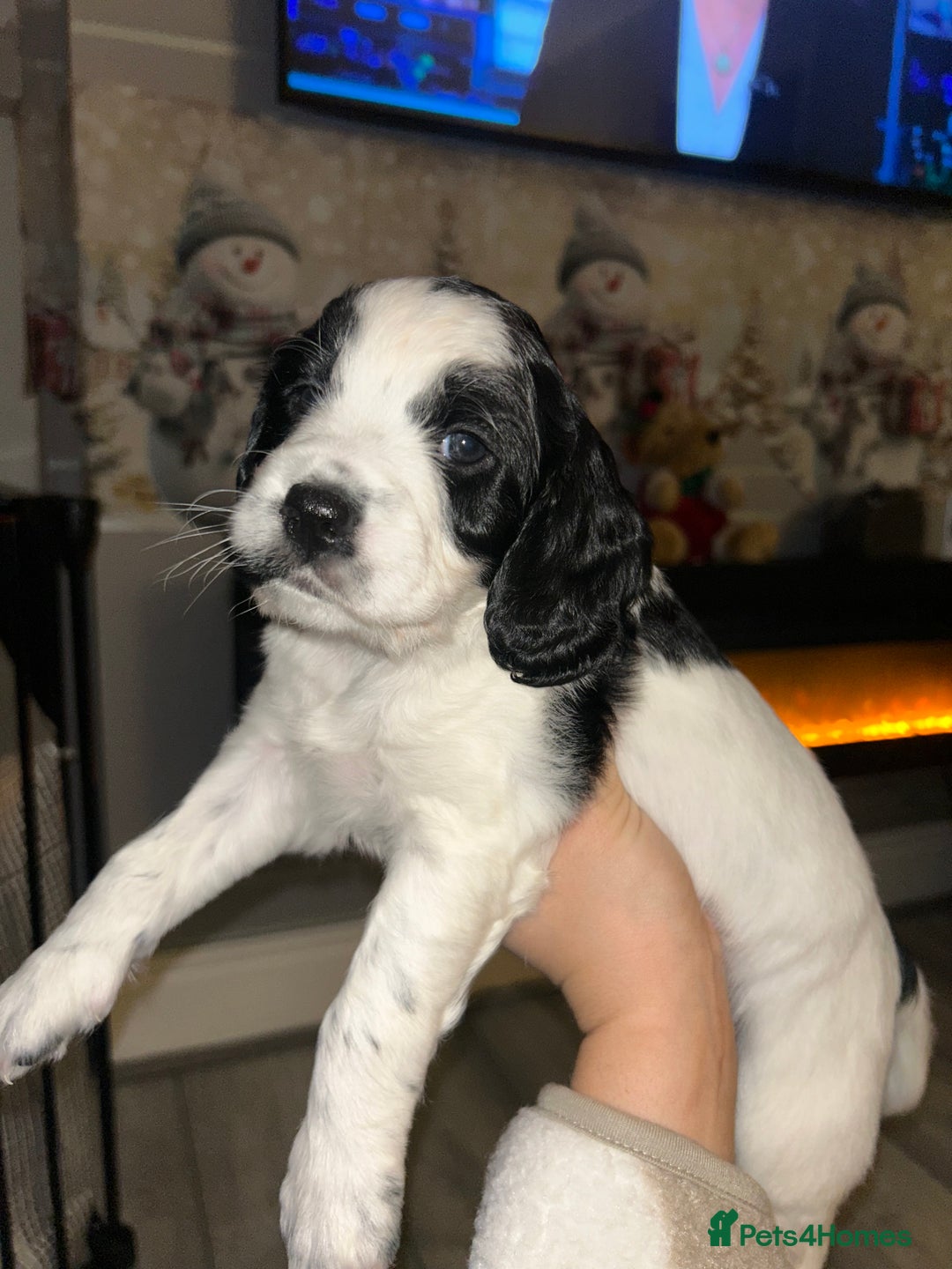 Cockapoo dogs for sale: 2 Cockapoo pups - Advert 3