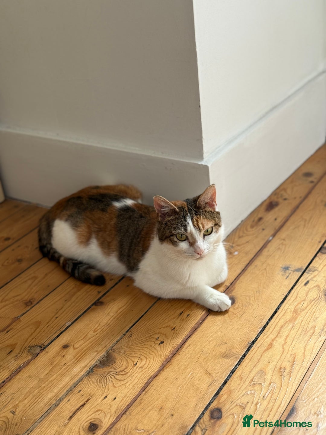 American Wirehair cats for sale: Female American wirehair Calico  - Image 11