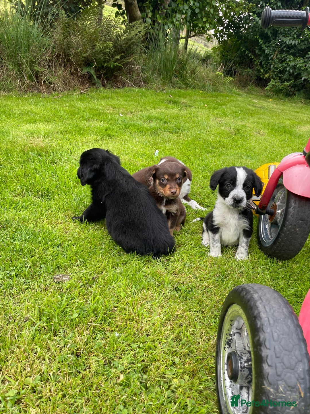 Mixed Breed dogs for sale: Sprollie puppies  - Image 3