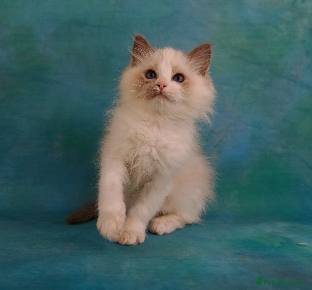 Ragdoll cats for sale: ❤️BEST KITTENS RAGDOLL❤️ CHAMPION REGIONAL WINNER  - Advert 22