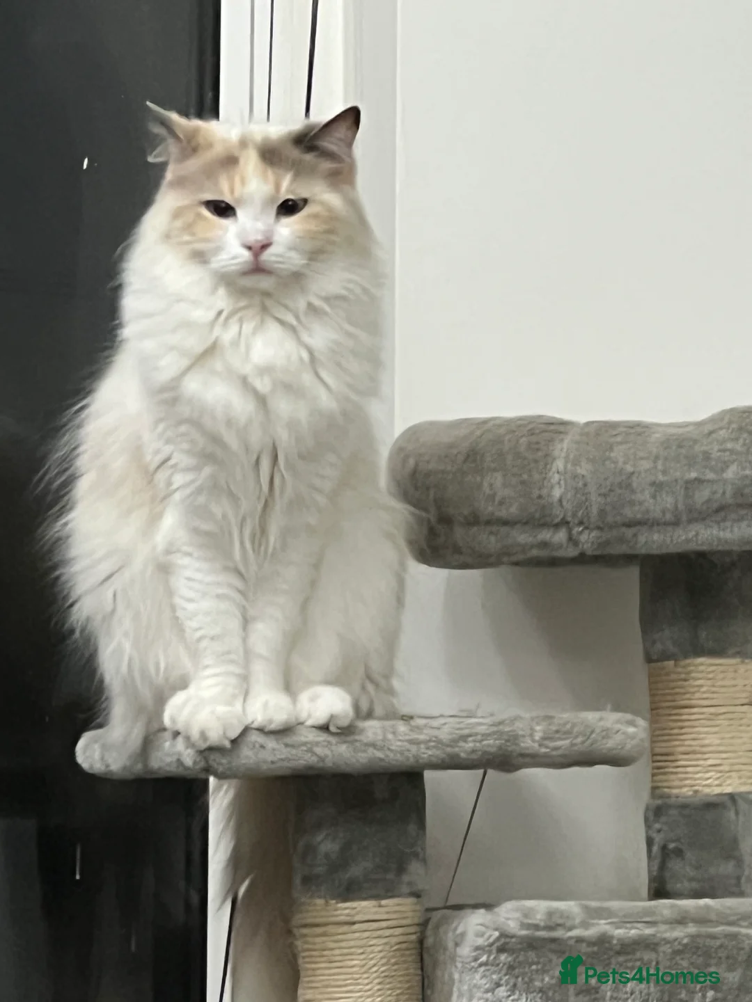 Ragdoll cats for sale: pure breed ragdoll female in Colchester - Advert 7