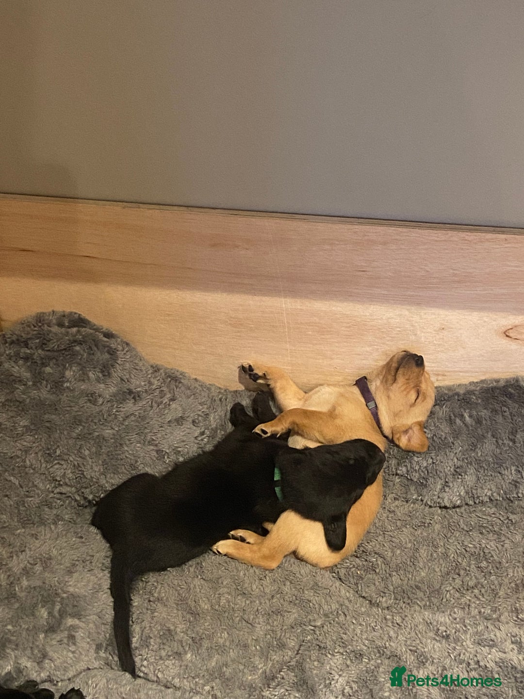 Labrador Retriever dogs for sale: Labrador Puppys ready for homes now - Advert 6