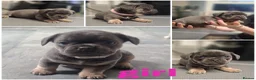 Mixed Breed dogs for sale: 3/4 french bulldog X miniature dachshund  in Dewsbury - Advert 5