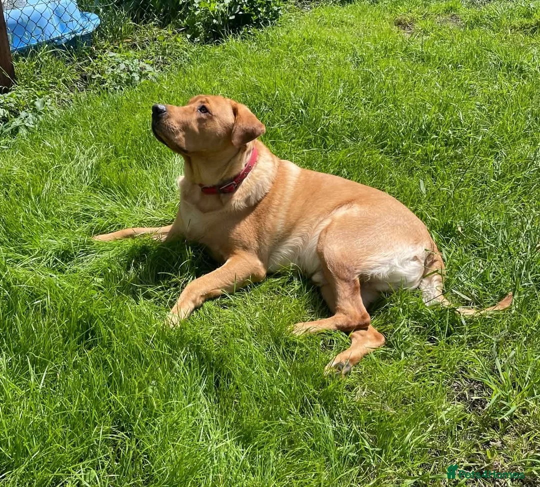 Labrador Retriever dogs for sale: KC reg Fox red Labrador 19 months old. in Penzance - Advert 2