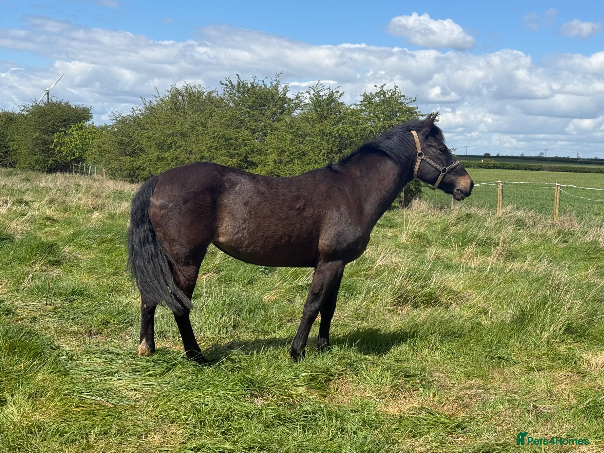New Forest horses Little pumpkin needs a home - Advert 2