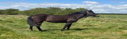 New Forest horses for sale: Little pumpkin needs a home - Advert 2