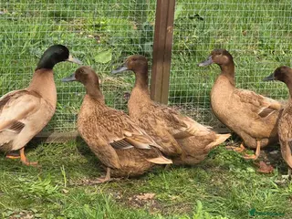 Ducks poultry Khaki Campbell Hatching Eggs - Advert 1
