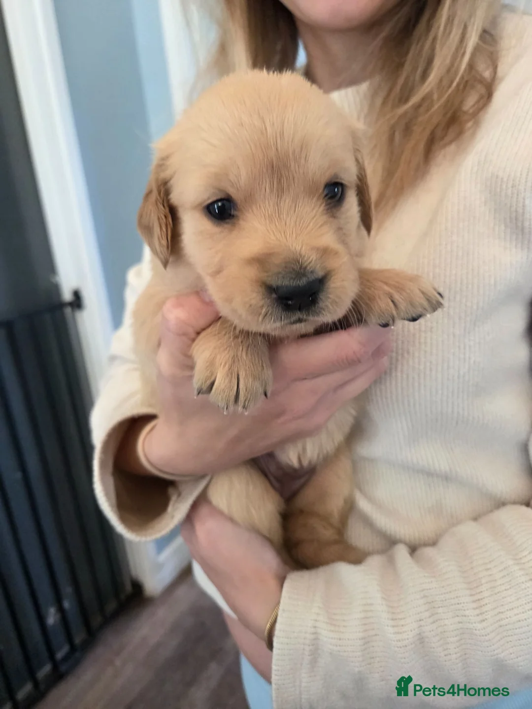 Golden Retriever dogs for sale: KC Registered Golden Retrievers - Advert 2