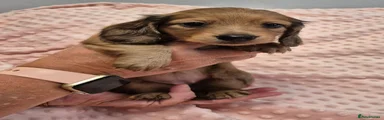 Dachshund 3