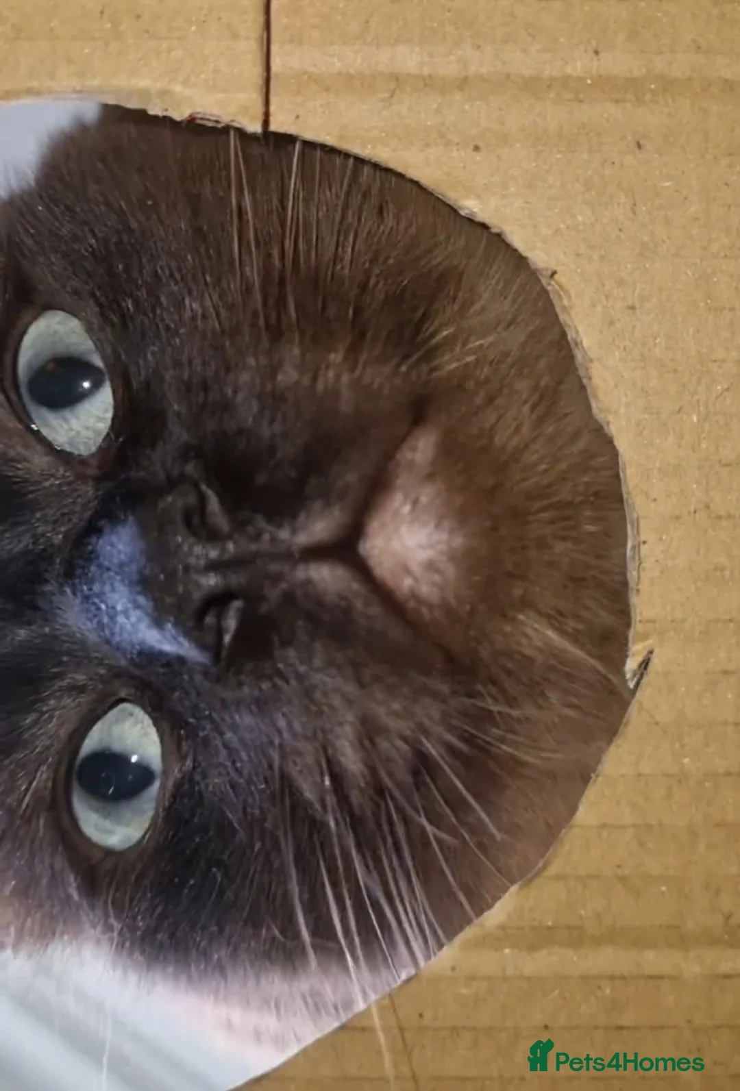 Ragdoll cats for stud: Ragdoll Seal Sepia Stud Genetically Tested 🐾 in London - Advert 17